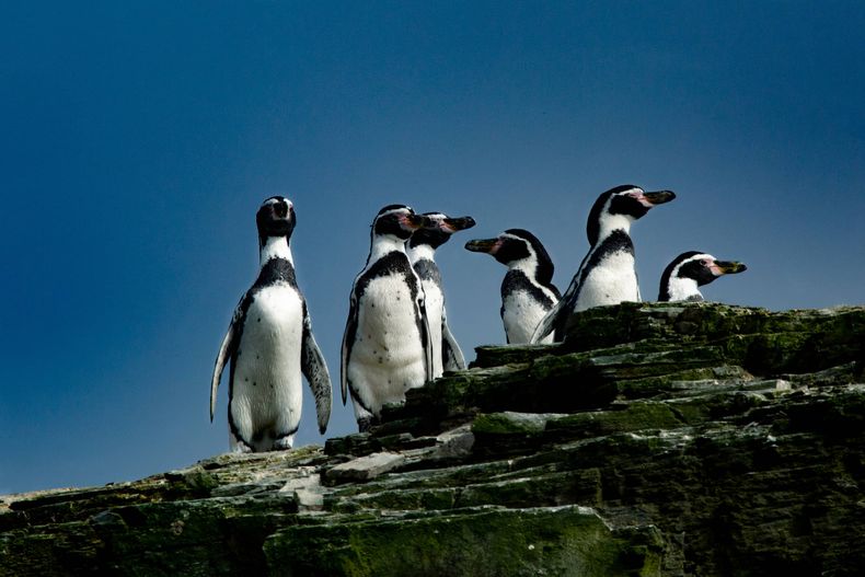 pinguinos de humboldt 1.jpg
