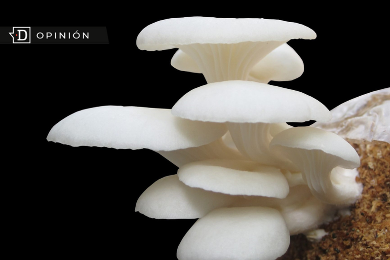 Diseno sin titulo 86 1.png