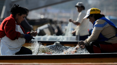 Pesca industrial a altamar: Pescadoras apoyan y ejecutivo de Alimar lo tilda de aberración