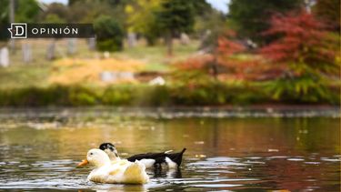 El Desconcierto | 7467 patitos en aguna el ccarmen de temuco.jpg