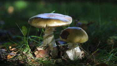 El Desconcierto | nueva web Amanita phalloides Chris Valdes 1.jpg