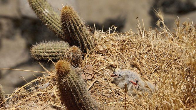 Biodiversidad en los acantilados de Quirilluca en Puchuncaví. Foto: Salvemos Quirilluca&nbsp;