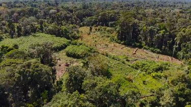 Cuatro países de Latinoamérica en la lista mundial de los más devastados por la deforestación en el 2018
