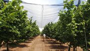 Los libros, editados por el académico de la UdeC Richard Bastías, se presentaron en Chillán en el marco del Centro Fruticultura Sur y abordan el uso de plásticos y mallas en cerezos y la respuesta del avellano europeo a heladas, calor y estrés hídrico.