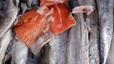 Salmones en Chile: Historias de una industria polémica y millonaria