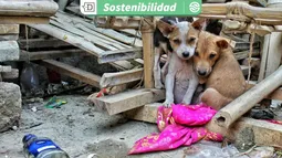 Campaña Voto Animalista: Más de 70 candidatos parlamentarios han firmado un compromiso con la protección animal en Chile