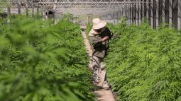 ¿Las nuevas leyes sobre el cannabis en Argentina perjudicarán al medioambiente?