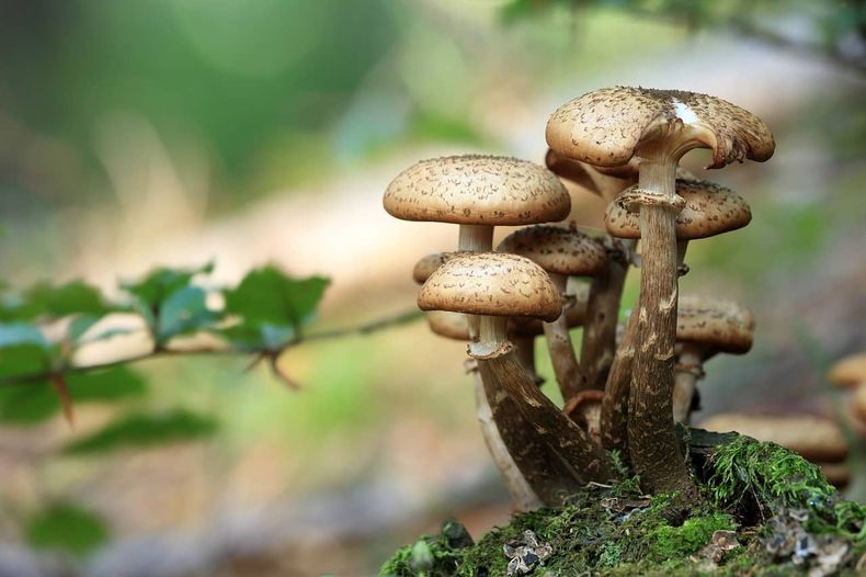mushrooms g7a728d602_1280 1.jpg