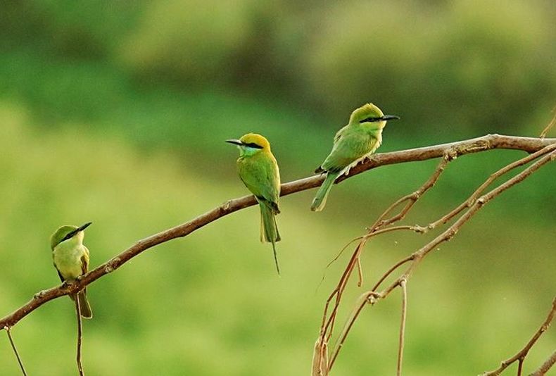 aves.jpg