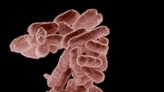 Niño murió en Curanilahue por contraer la bacteria Escherichia coli - Captura de video&nbsp;