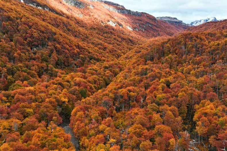 Conservar la biodiversidad es una con para preservar la vida en el planeta.