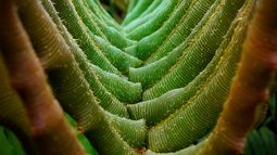 La textura detallada de unas hojas exhiben la belleza de la flora que compone los paisajes naturales