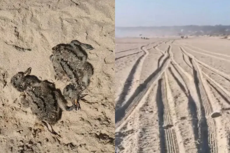 28082 diseno sin titulo 66.webp