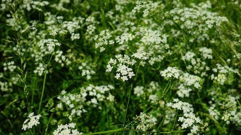 cicuta silvestre.jpg