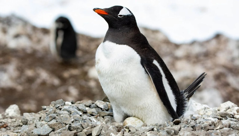 Ejemplares de pingüino papúa se verían afectados por crisis climática. -Foto: Claudia Ulloa.