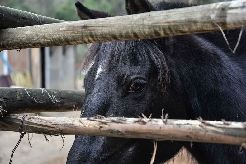 demandaron a sag por sacrificar caballos presuntamente enfermos  corte desestimo reclamacion.jpg