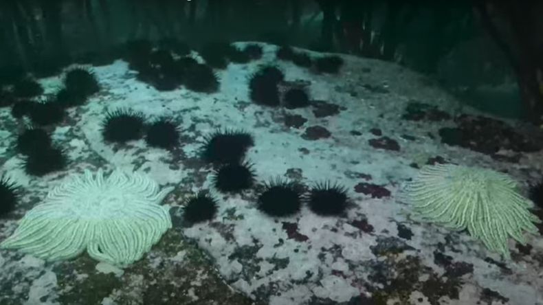 Imagen referencial Oceana Chile.jpg