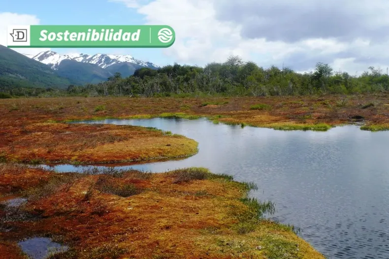 17184 diseno sin titulo 2025 06 10t123021.webp