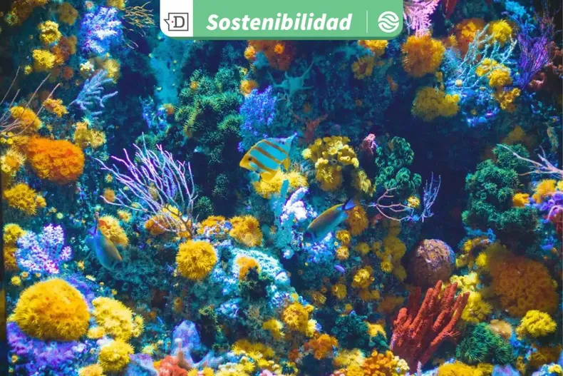 27640 diseno sin titulo 2025 12 18t171420.webp