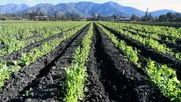 director de agronomia u. mayor: los fenomenos climaticos empiezan a ser mas violentos y la agricultura debe adaptarse