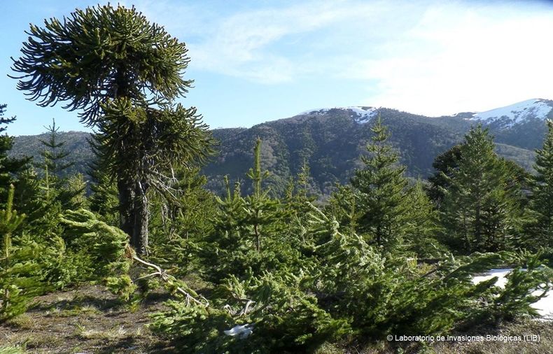 pinos y araucarias.jpg