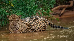 Gobierno de Lula da Silva en Brasil amplía en 70% dos áreas protegidas en el Pantanal para combatir cambio climático