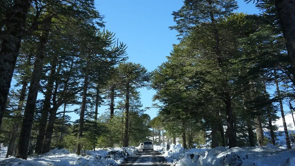 Una COP30 centrada en los bosques y el clima: El llamado de Greenpeace para generar un plan global histórico