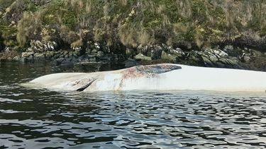 Ballenas varadas muertas en una playa de Tierra del Fuego.&nbsp;