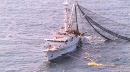 Imagen referencial de la pesca de arrastre.