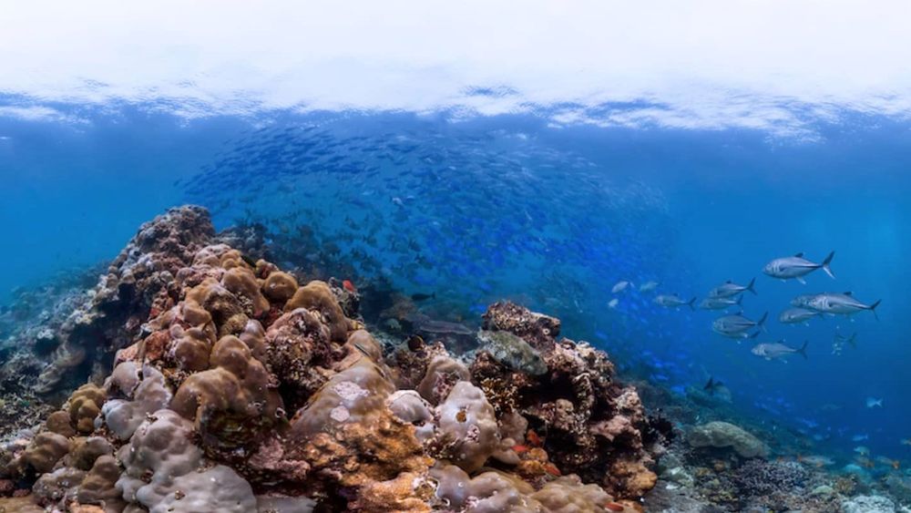 Corrientes trasladan microplásticos hacia hotspots de biodiversidad oceánica