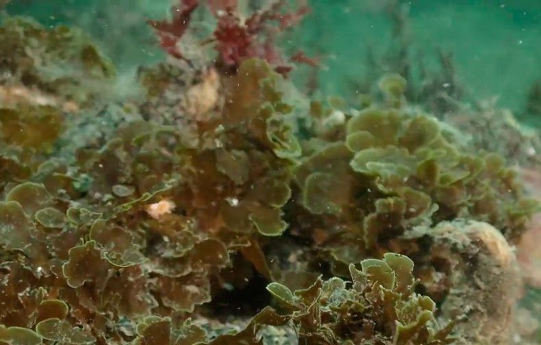 31468 alga abanico.jpg