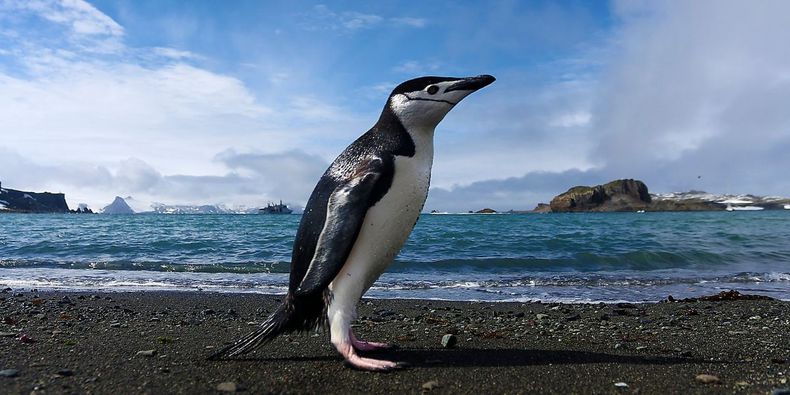 Playas de la isla Decepción en la Antártica presentan microplásticos, evidenciando contaminación en uno de los lugares más remotos / Agencia Uno