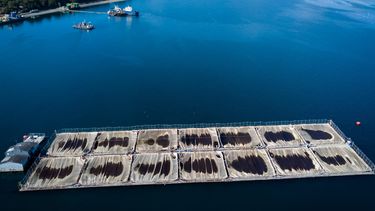 Tras “campaña de desinformación” salmonera, frenan administración indígena de mares en Aysén