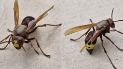 Avispón exótico que depreda a las abejas llega a la Araucanía y genera alerta