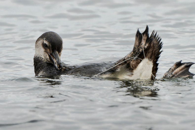 36 pinguinos varados en antofagasta entregan dos recomendaciones claves para cuidado de fauna marina.png