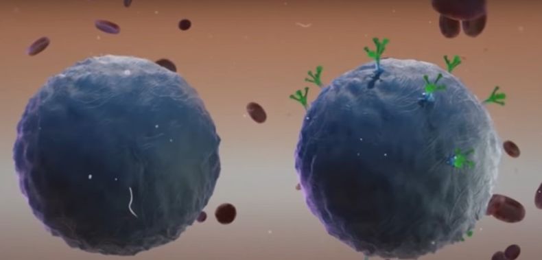 Leucemia RTVE.jpg