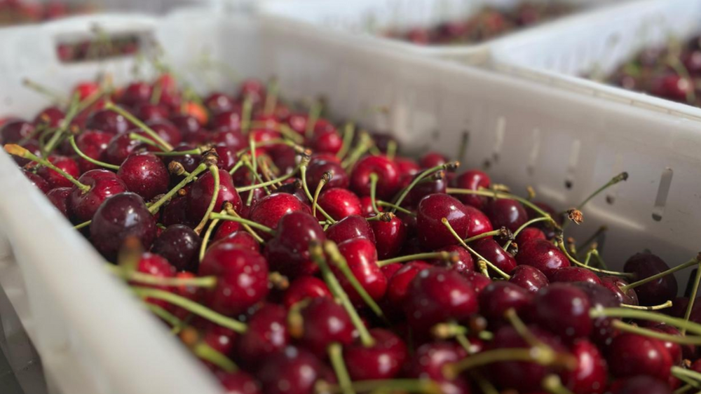 Exportaciones de cerezas y ciruelas registran cifras históricas: Kiwis y uvas no se quedan atrás