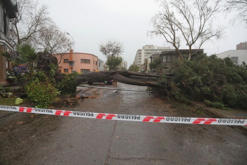 2495 arbol caido.jpg