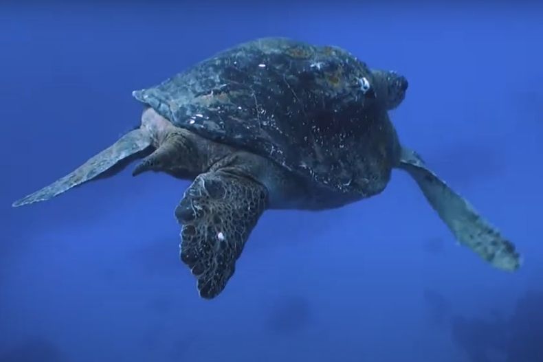 Tortuga verde Captura Oceana.jpg
