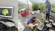 Bacterias de las costas chilenas protegen cultivos de melones y sandías de la sequía.&nbsp;