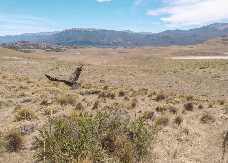 liberacion condores pnp 12 02 2022 credito rewilding chile 02 1 scaled.jpg