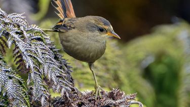 El Desconcierto | eBird.jpg