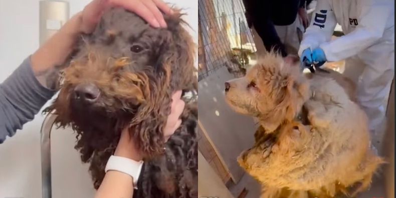 Maltrato animal: Rescate de perros de raza en criadero clandestino de La Florida.