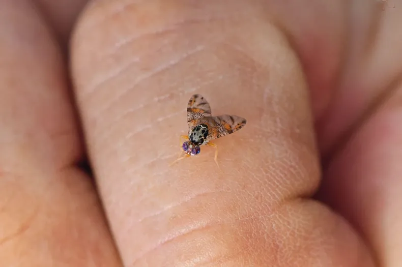 11418 mosca fruta.webp