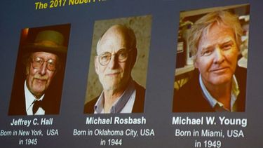 Científicos que estudiaron el reloj biológico reciben Premio Nobel de Medicina