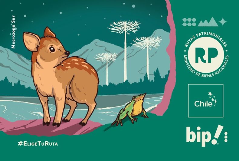 8656 pudu ranita.jpg