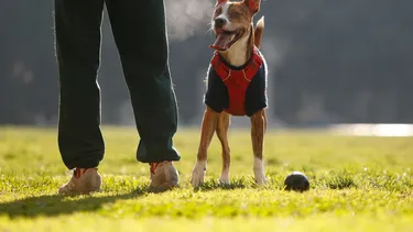 El Desconcierto | duena acuso negligencia por muerte de su perro corte absuelve a clinica por falta de peritaje veterinario.webp