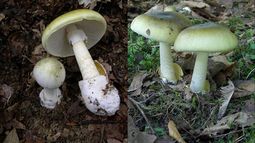 Consumo del hongo de la muerte deja dos fallecidos y dos personas en riesgo vital en Lumaco