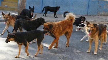 El Desconcierto | Buscaban sacrificar perros callejeros en Atacama e1707312135289.jpeg