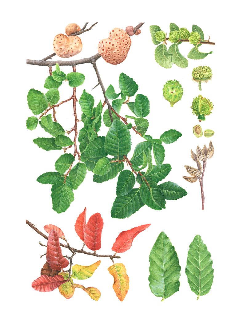 Roble, Nothofagus macrocarpa - Libro sobre plantas nativas de Chile